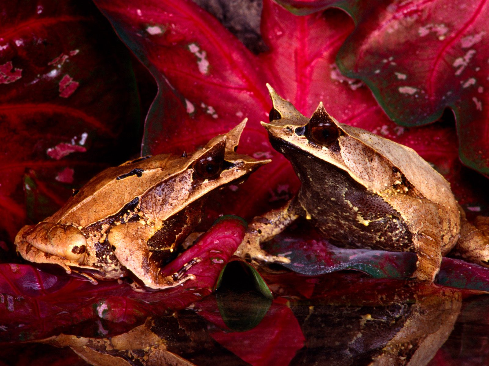 leaf frog learning